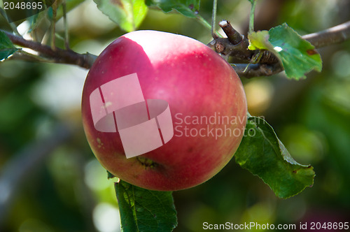 Image of Apple on tree