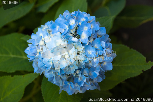 Image of Beautiful blue Hortensia