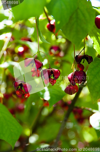 Image of European spindle tree - Euonymus Europaeus