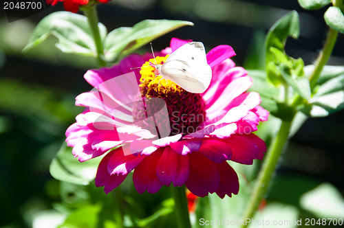 Image of White Butterfly On Flower