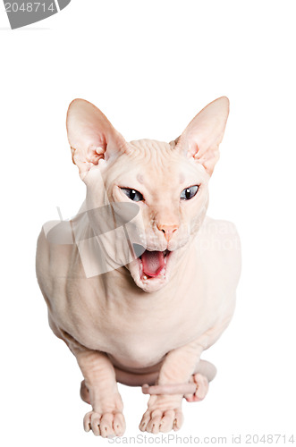 Image of Don Sphinx (DONSPHINX) cat. Isolated on white background. 