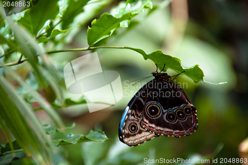 Image of Butterfly