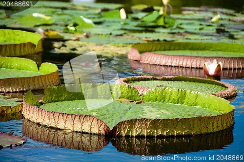 Image of Victoria Regia -  Water lilies