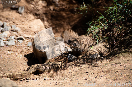 Image of Meerkats playing