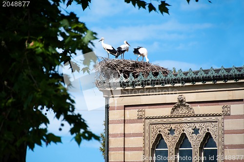 Image of Stork Family