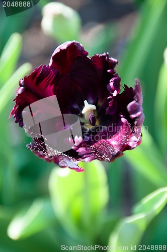 Image of Purple Tulip in Garden