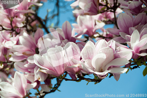 Image of Magnolia blossom