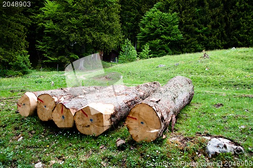 Image of Freshly cut tree logs