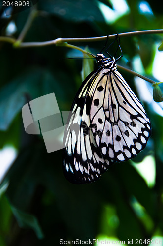 Image of Butterfly