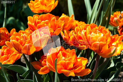 Image of Red Orange Tulips garden