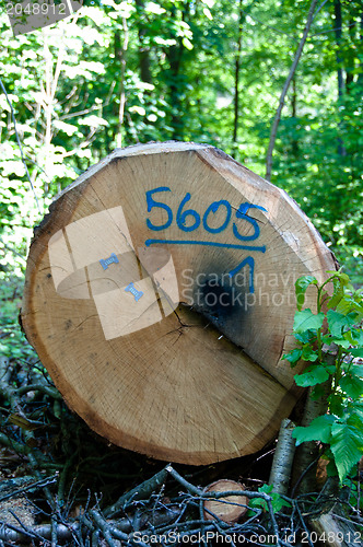 Image of Cut Down Tree