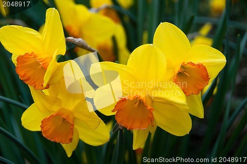 Image of Daffodils in Spring