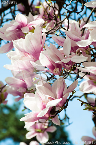 Image of Magnolia blossom