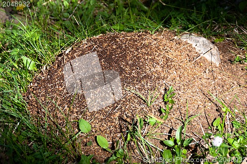 Image of Ant Hill