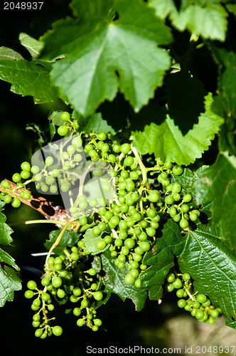 Image of Small Green Grapes in Vineyard in Summer