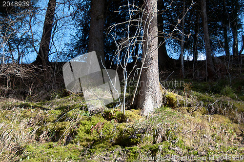 Image of The edge of a wood