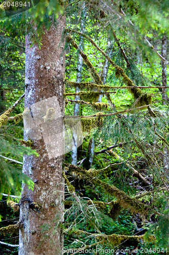 Image of tree, covered with moss