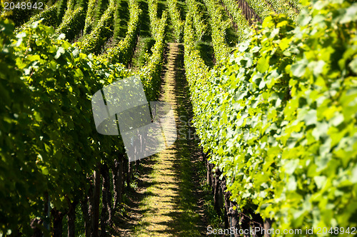 Image of Wineyards In Early Summer