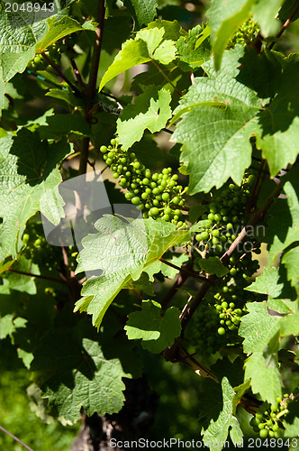 Image of Small Green Grapes in Vineyard in Summer