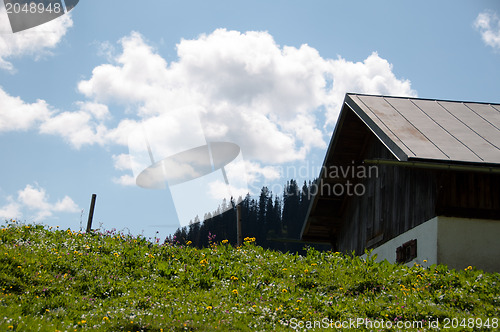 Image of Alpine Pasture