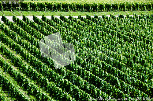 Image of Wineyards In Early Summer