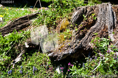 Image of Alpine tree stump