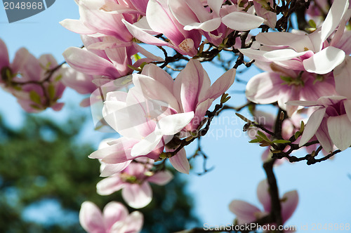Image of Magnolia blossom