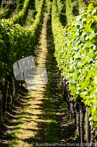 Image of Wineyards In Early Summer