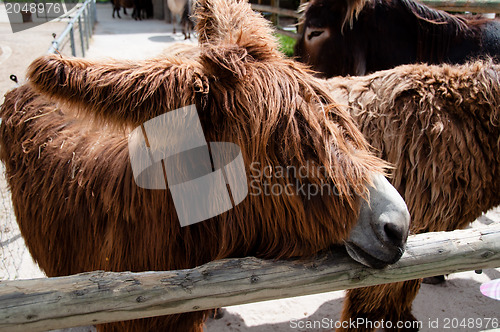 Image of Rare Poitou Donkeys