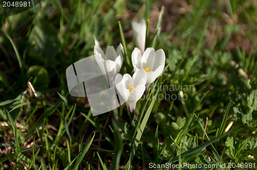 Image of White Crocus