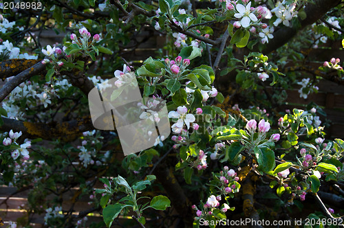 Image of Apple Blossom