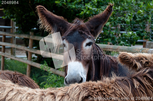 Image of Rare Poitou Donkeys