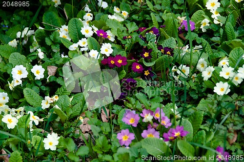 Image of Colored Primula