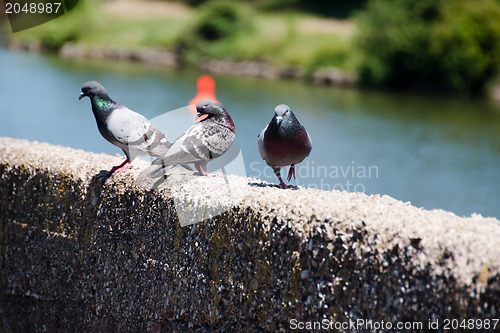 Image of Pigeons Resting