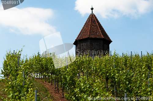 Image of Vineyard with Melac Tower in Obertürkheim