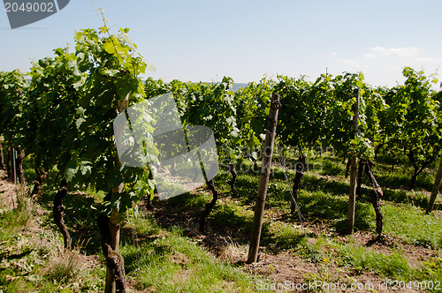 Image of Wineyards In Early Summer