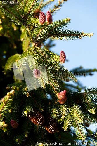 Image of flowering fir branch