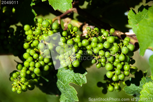 Image of Small Green Grapes in Vineyard in Summer