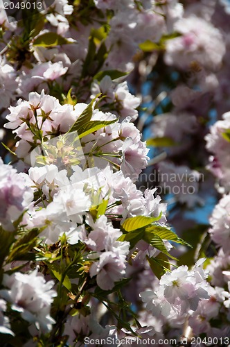 Image of Beautiful cherry blossom
