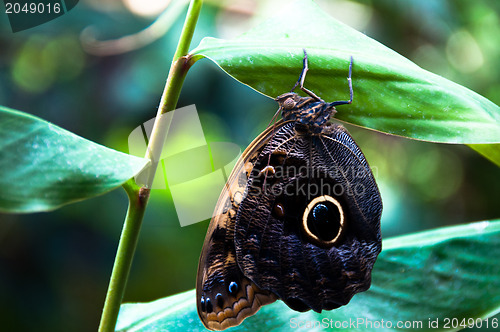 Image of Butterfly