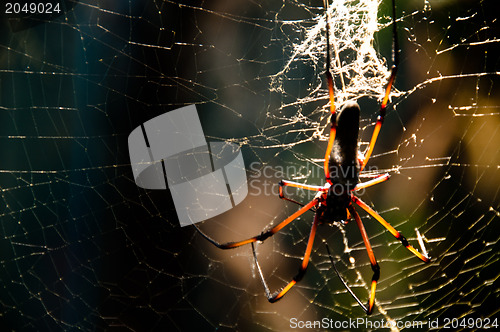 Image of Spider On The Net