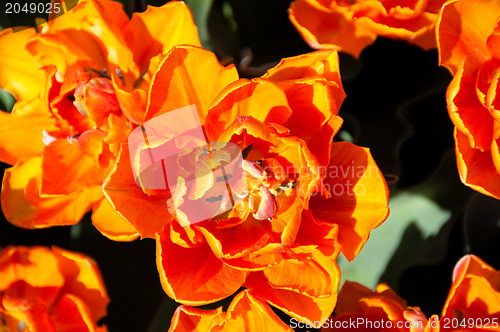 Image of Red Orange Tulips garden