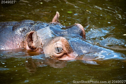 Image of Happy Hippo Portrait