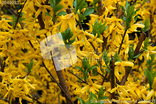 Image of Forsythia