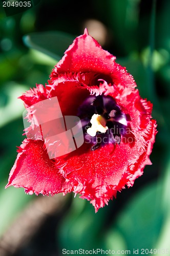 Image of Red Tulip in Garden