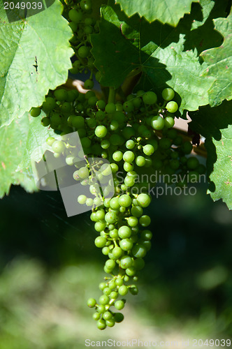 Image of Small Green Grapes in Vineyard