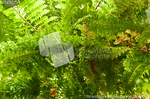 Image of Fern Plant in Sunlight