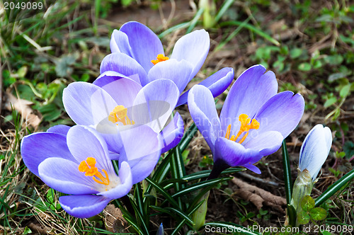 Image of Crocus In Grass