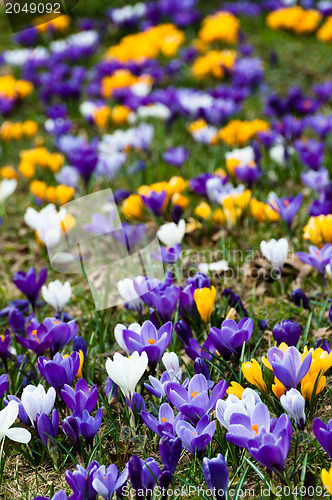 Image of Crocus In Grass