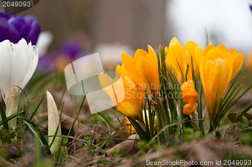 Image of Crocus In Grass